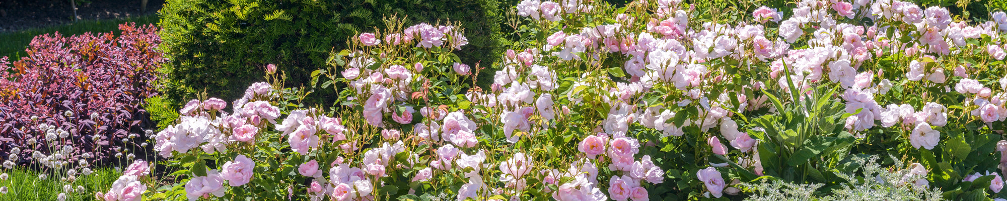Shrub Roses