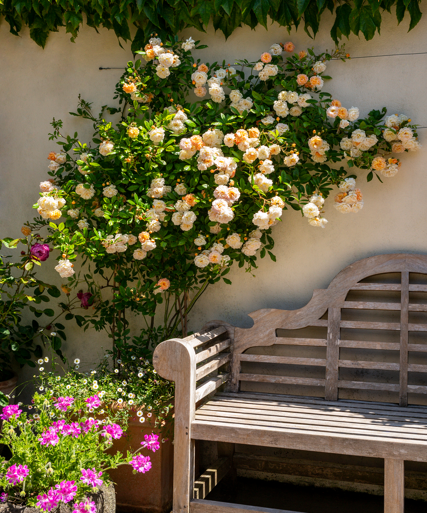 Ghislaine de Féligonde rose in a pot