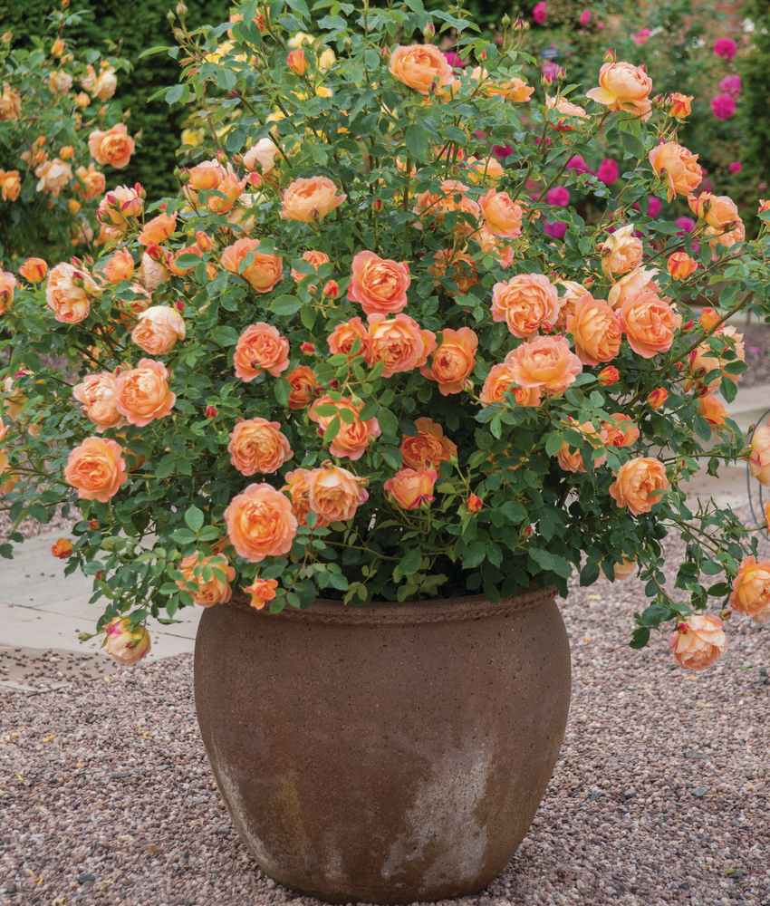 Lady of Shalott, a large apricot rose with dense clusters of blooms and rich green foliage, planted in a large rustic ceramic pot on a gravel surface.