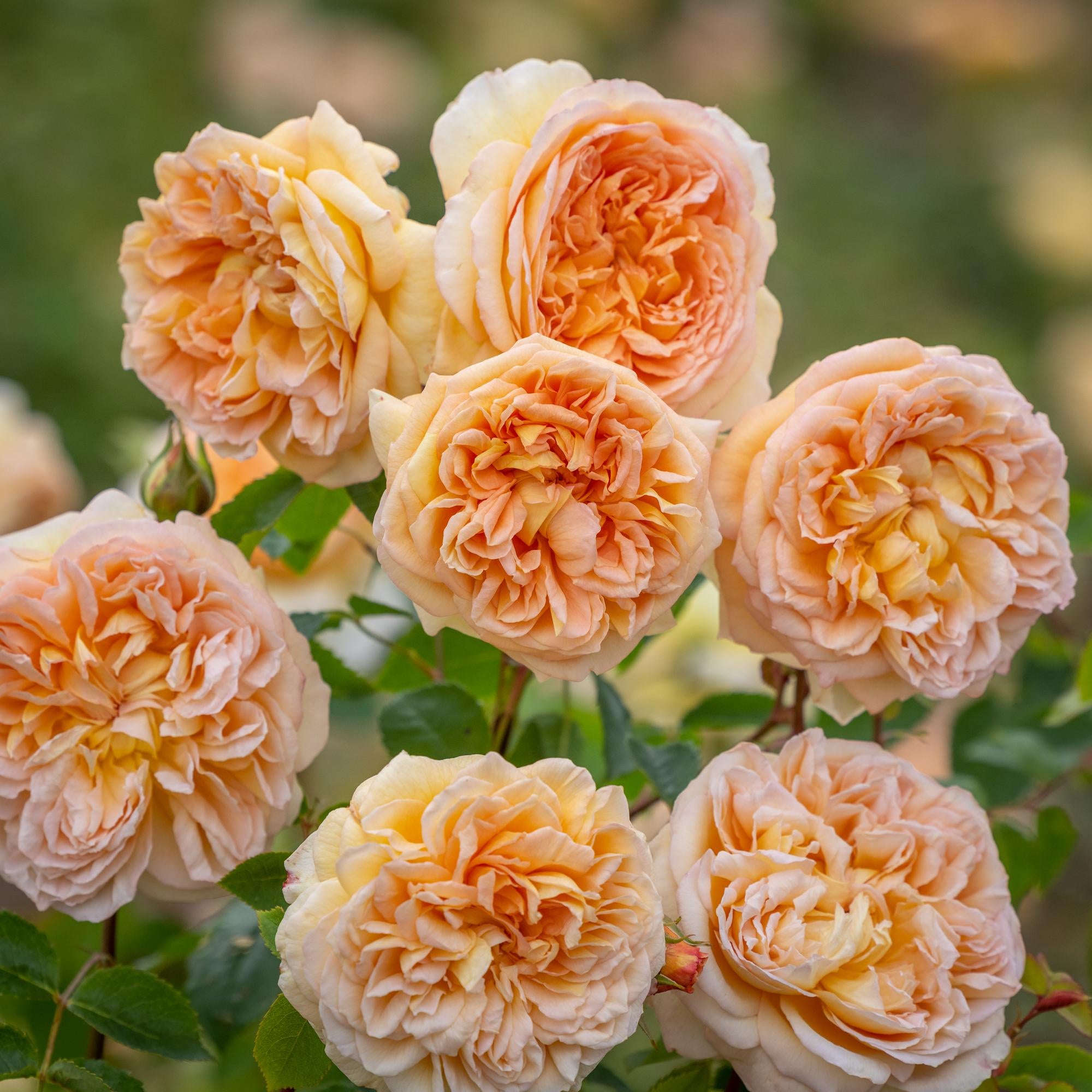 Rose Bathsheba