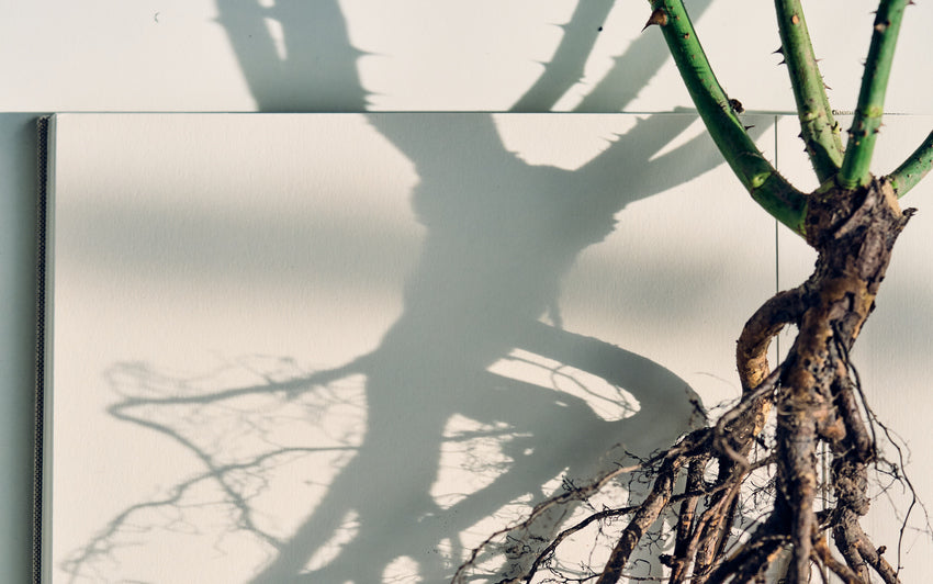 Close up lifestyle shot of bare root rose roots and graft union with a shadowed background