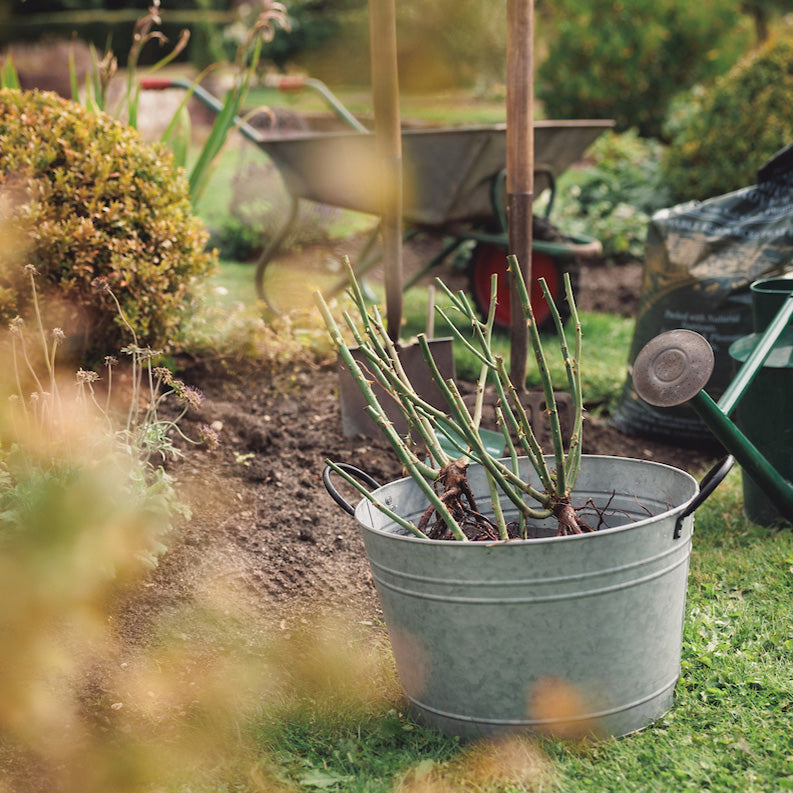 Bare Root Rose Workshop: Masterclass & Expert Planting Advice