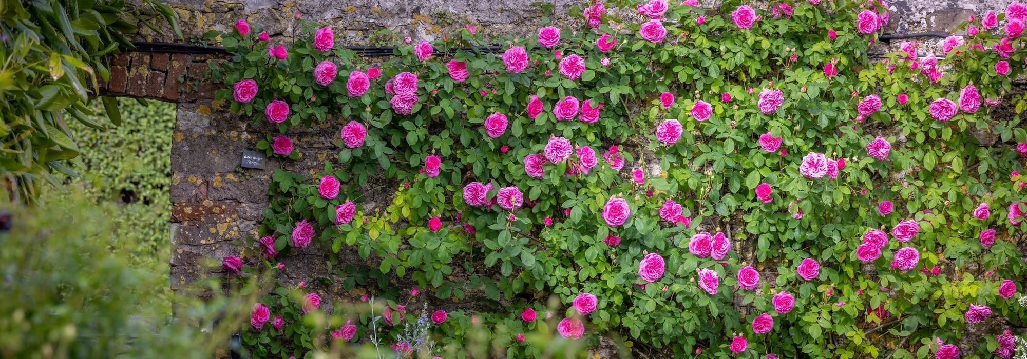 Gertrude Jekyll rose bred by David Austin climbing across a wall