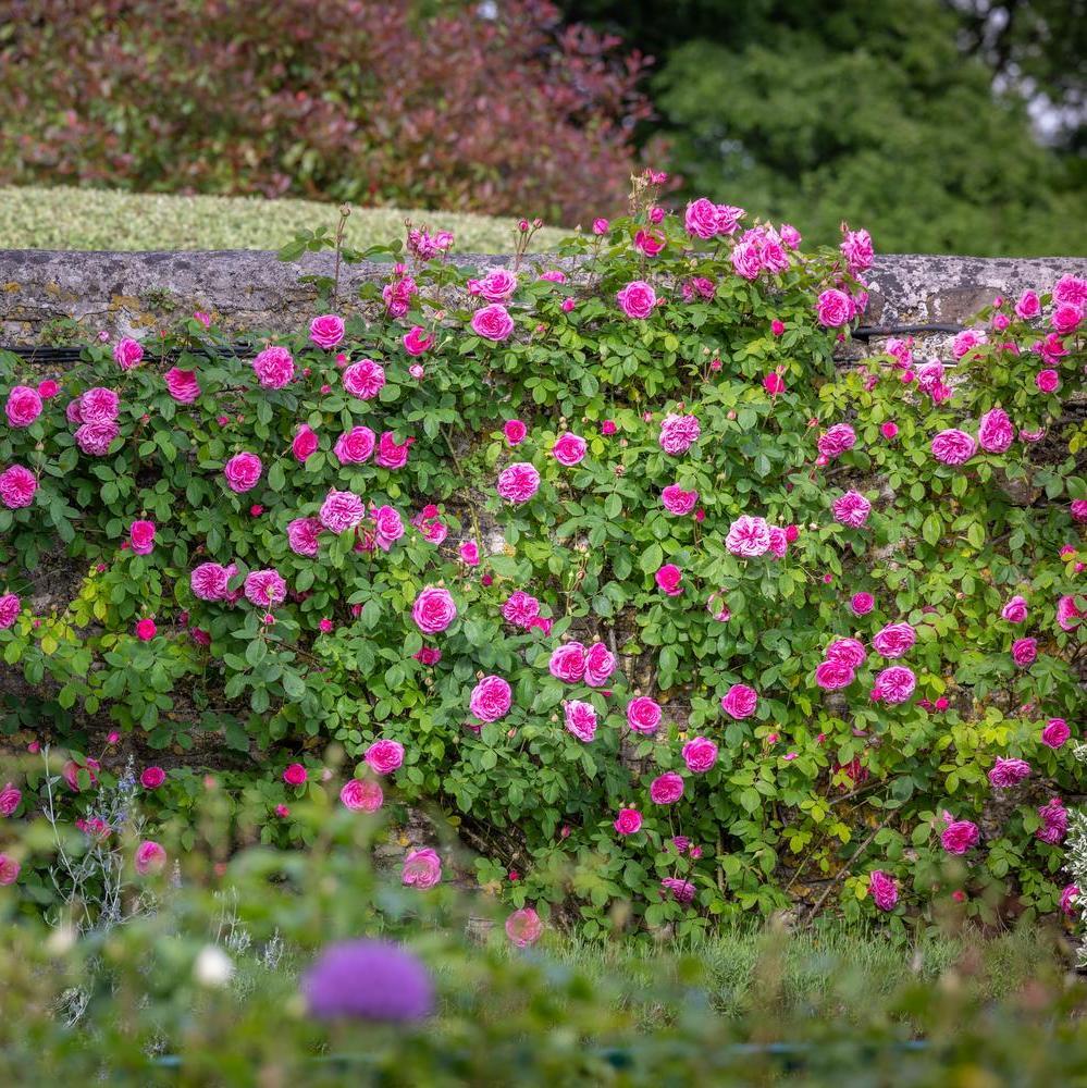 Gertrude Jekyll®