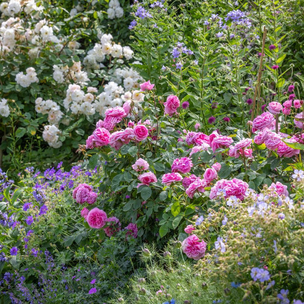 Gertrude Jekyll pink rose bred by David Austin in a border with companion plants