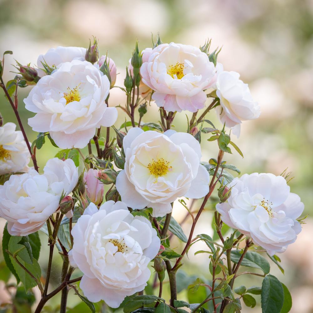 Sir David Beckham white rose bred by David Austin