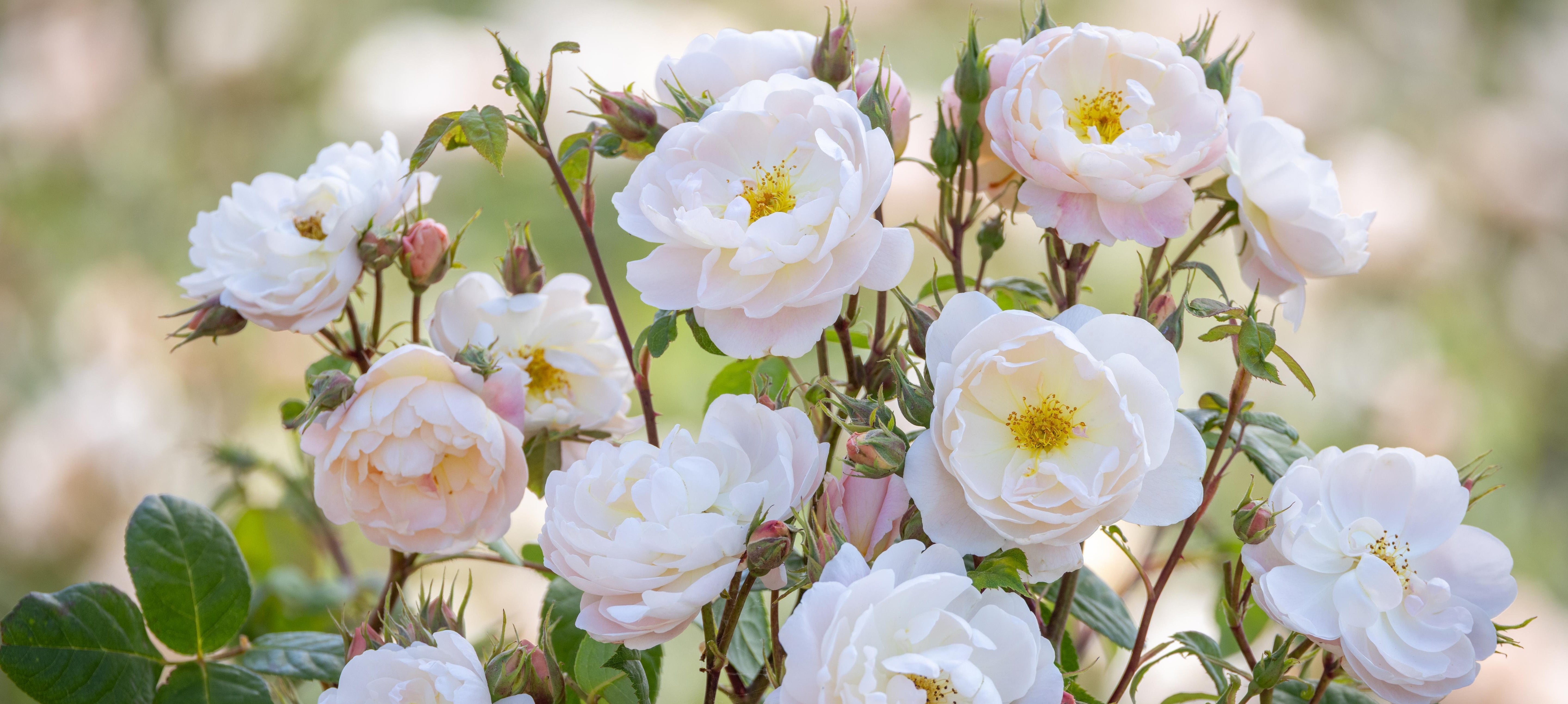 Sir David Beckham white English rose