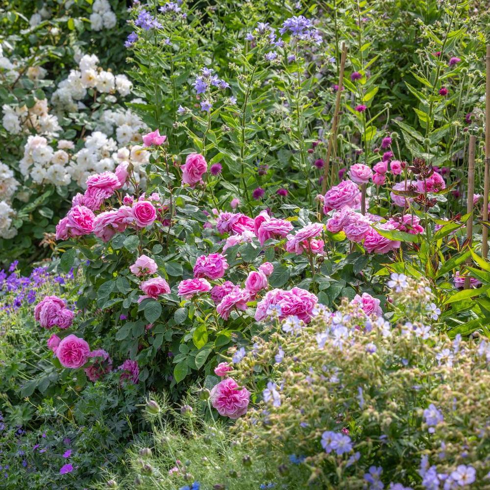 Gertrude Jekyll®