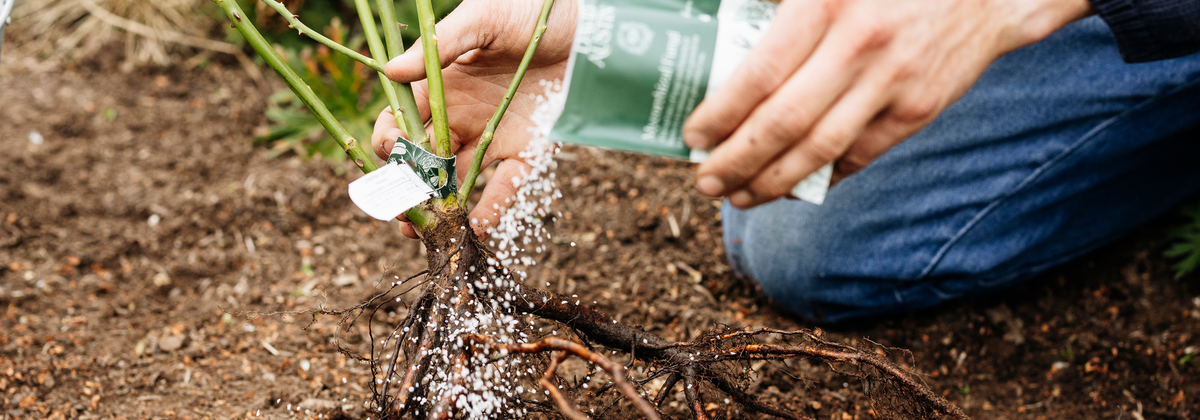 A close-up lifestyle shot of a gardener kneeling in soil and sprinkling a white granular substance, called mycorrhizal fungi onto the roots of a bare root rose.