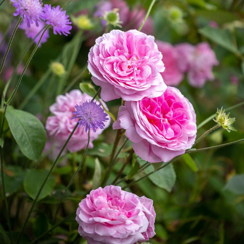 Gertrude Jekyll (Ausbord) | English Shrub Rose | David Austin Roses