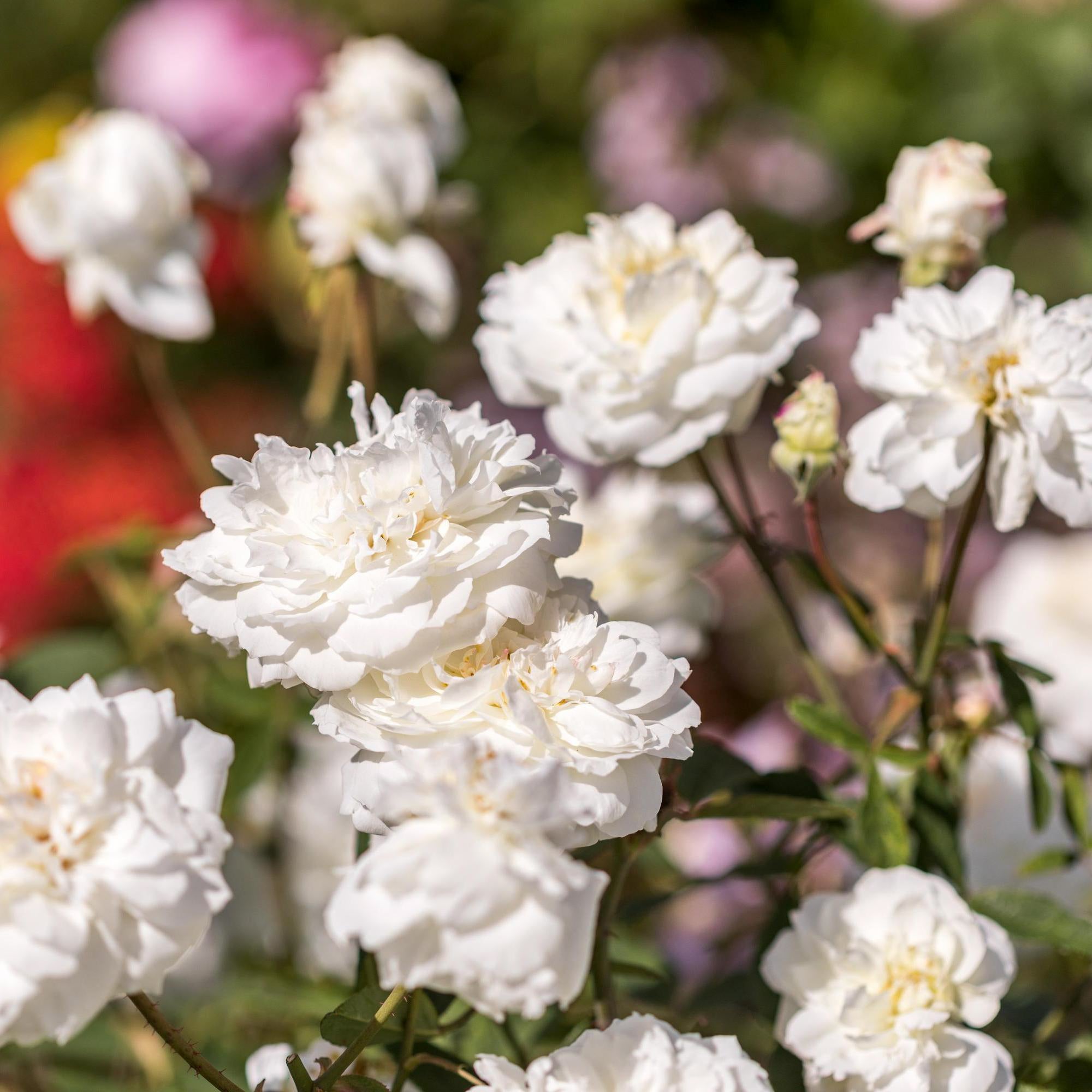 Susan Williams-Ellis®