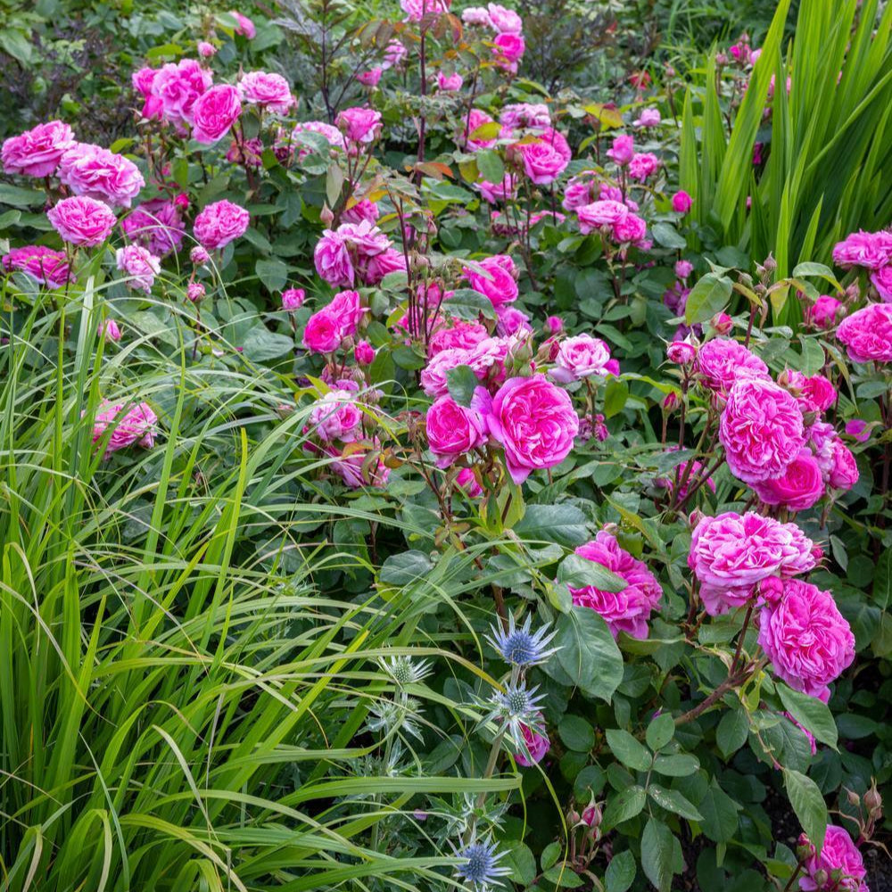 Gertrude Jekyll®