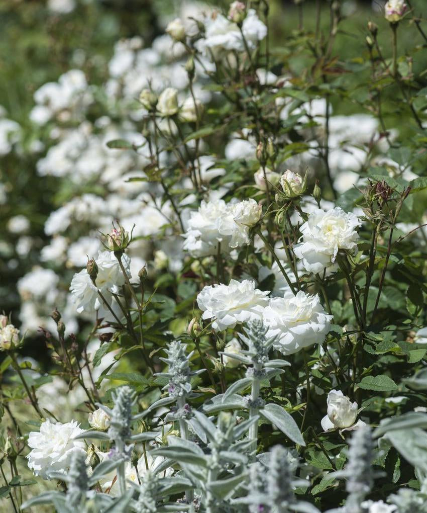 Susan Williams-Ellis rose bred by David Austin with companion plants