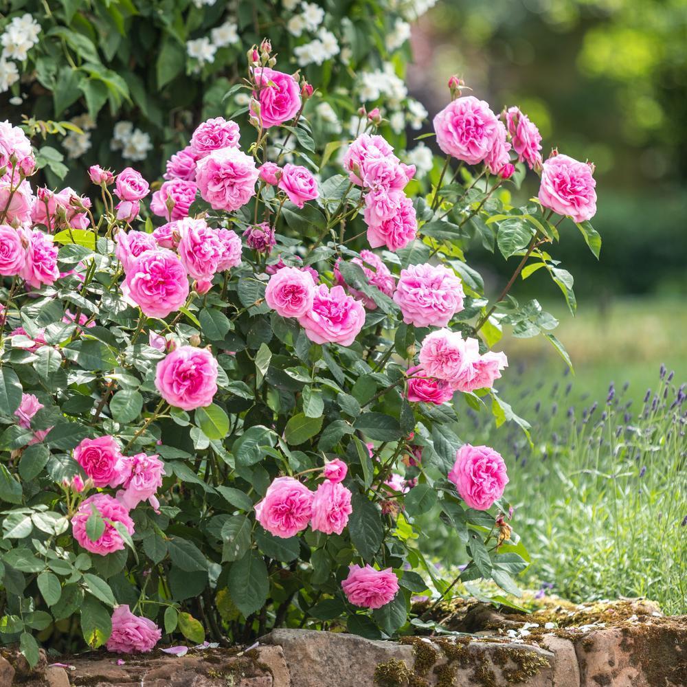 Gertrude Jekyll®
