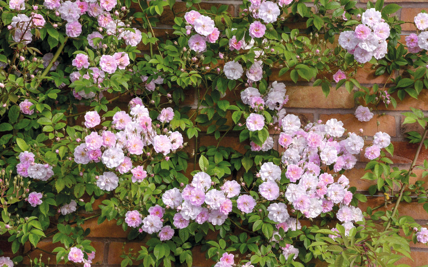 Rosa ‘Paul’s Himalayan Musk’ pink rambling rose