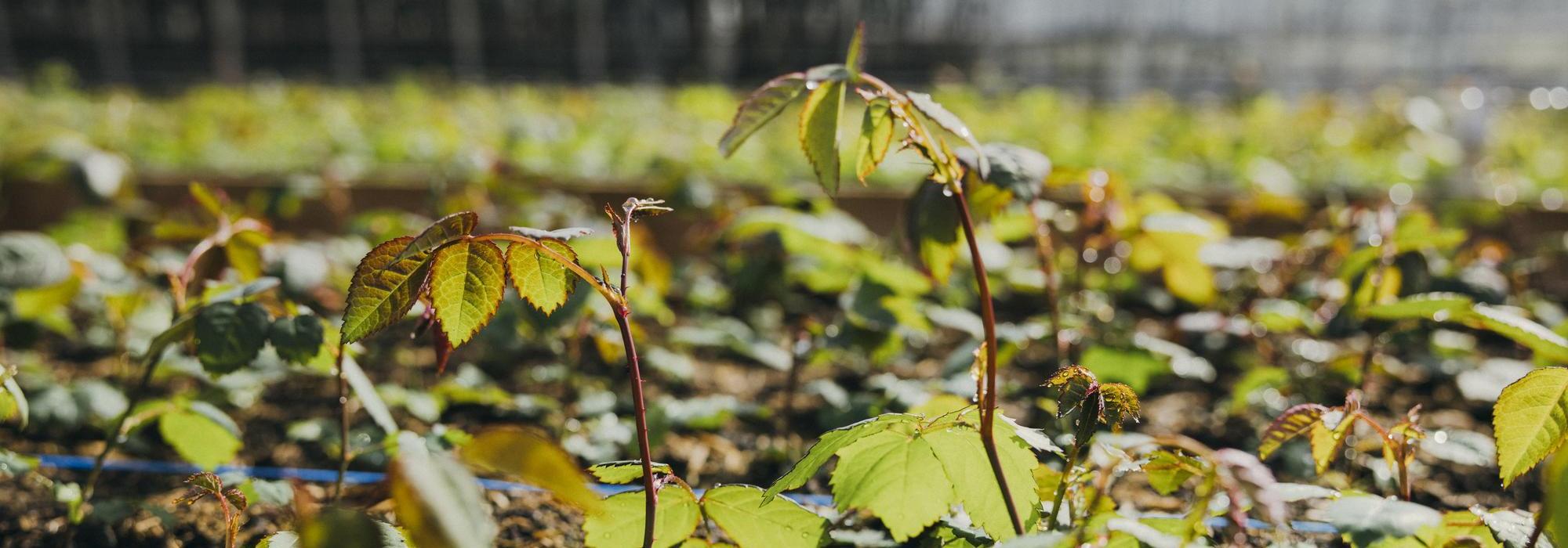 Close up image of new rose shoots growing in a greenhouse