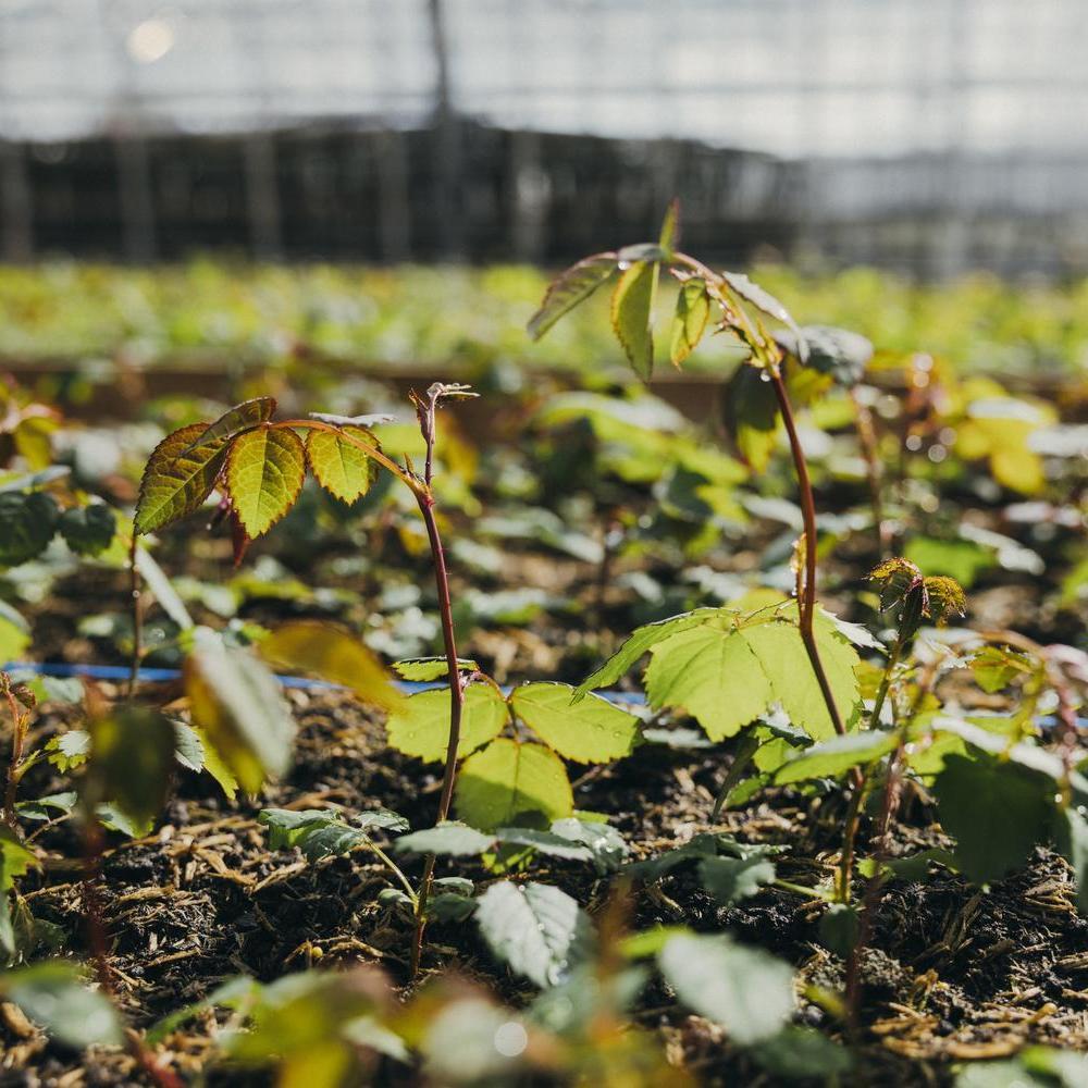 Close up image of new rose shoots growing in a greenhouse