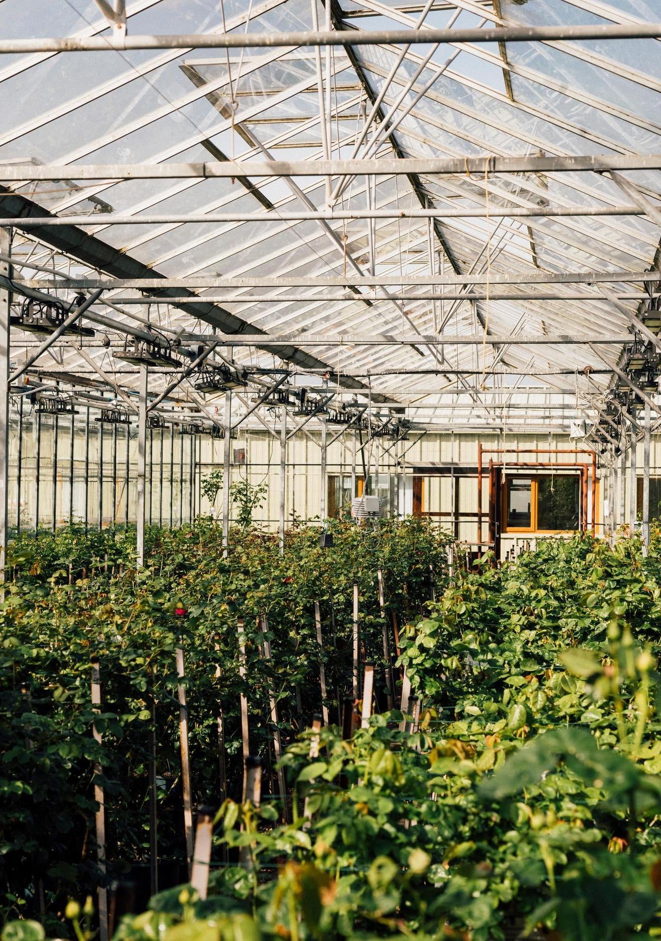 Greenhouse shot at David Austin