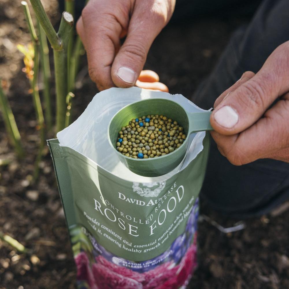 Man opening rose food by David Austin
