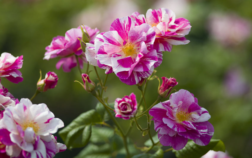 The King's Rose by David Austin Roses