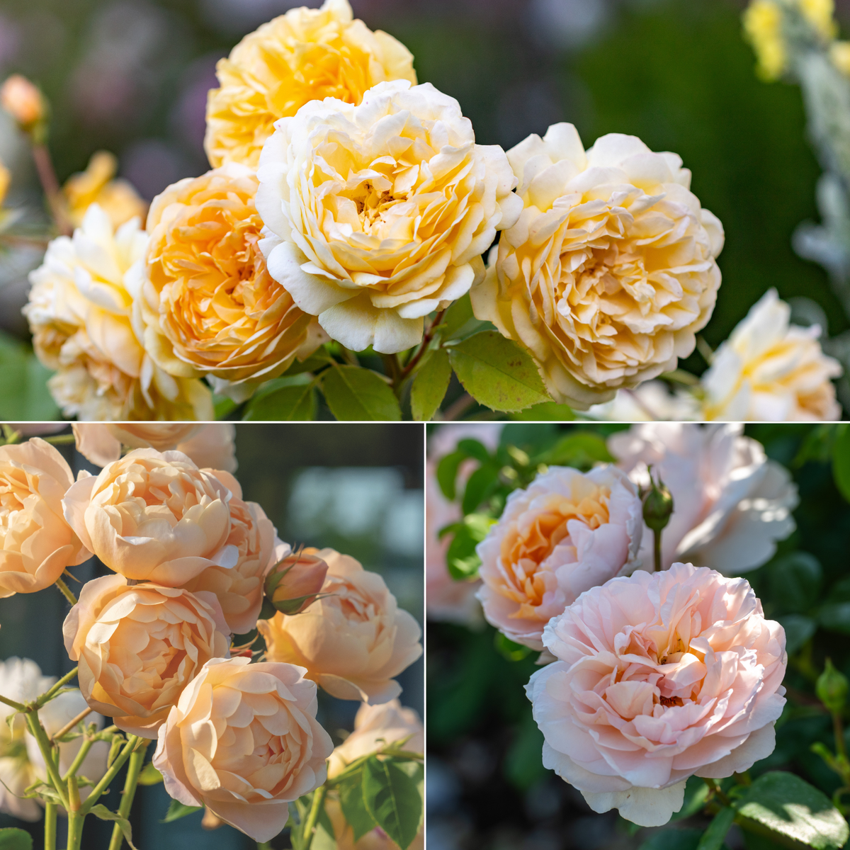 Apricot & Orange Rose Collection