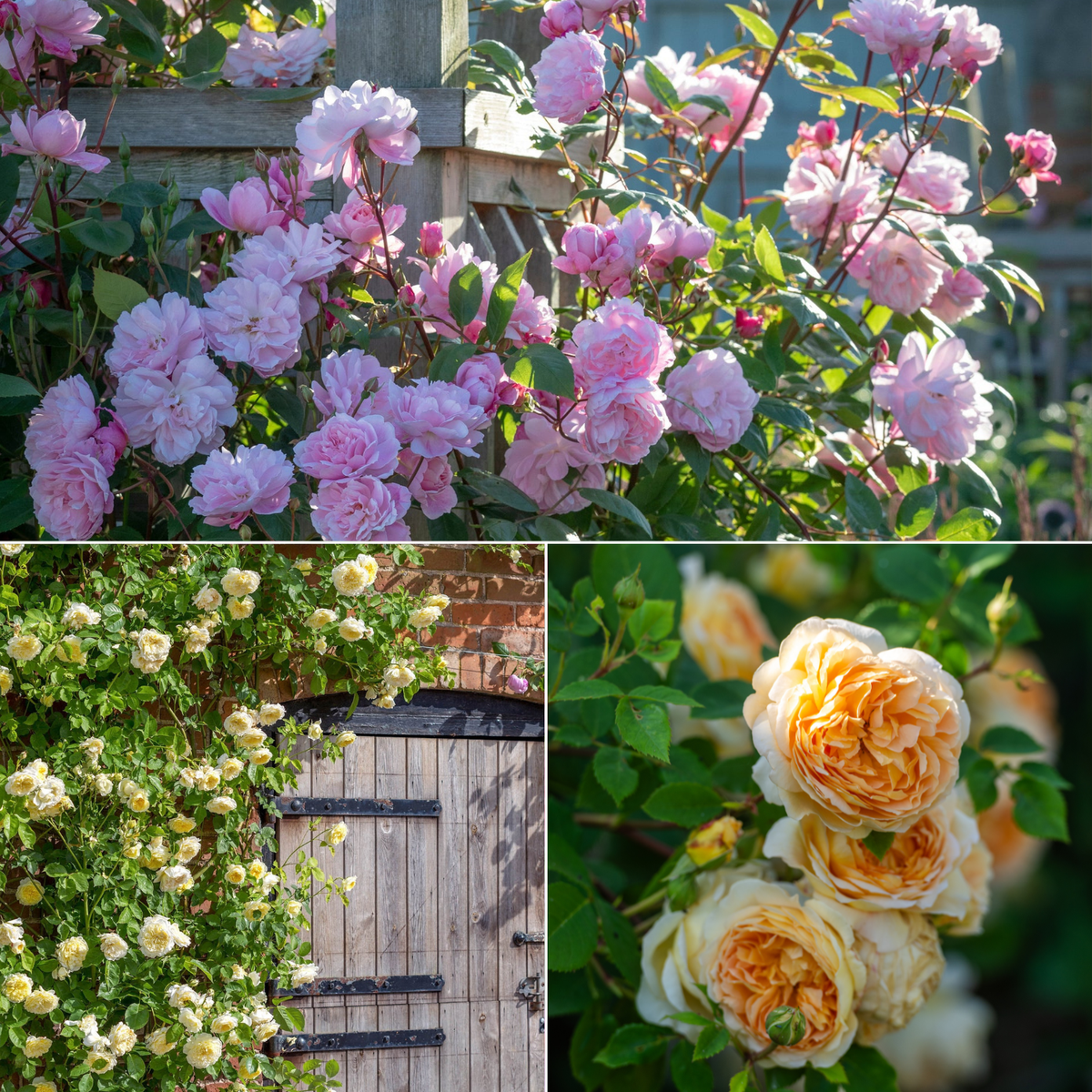 Climbing Rose Collection