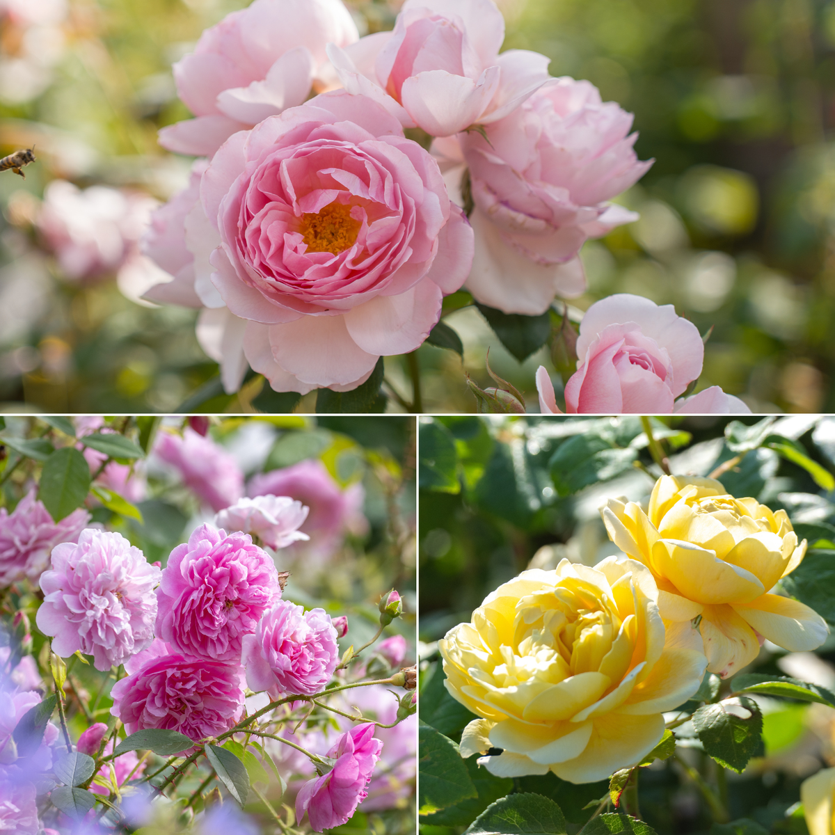 Fragrant Rose Collection