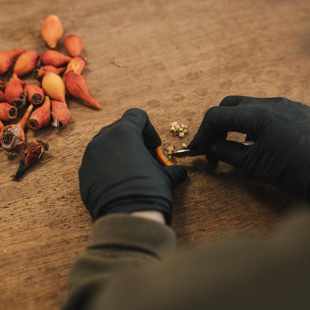 Person removing seeds from a rose hip