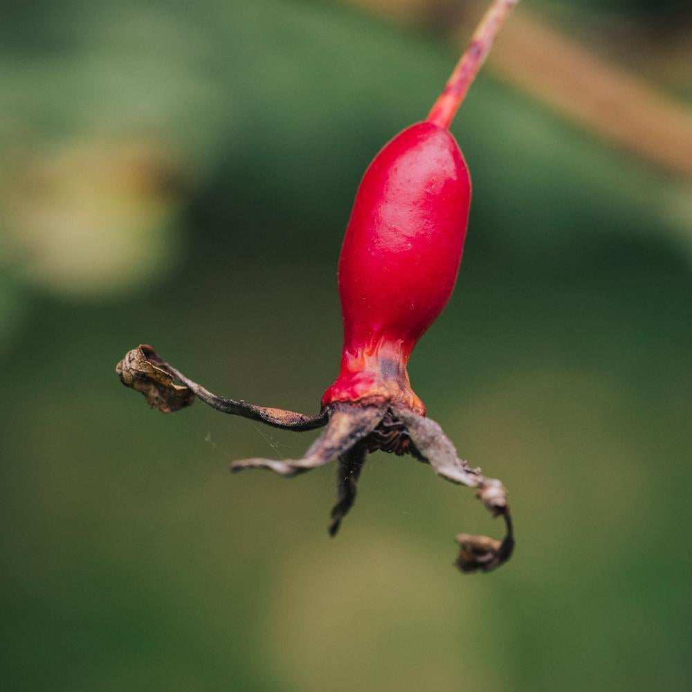Rosa graciliflora red hips