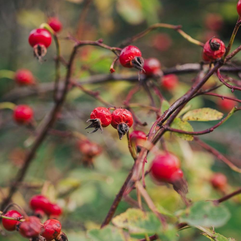 Rosa_prattii red rose hip