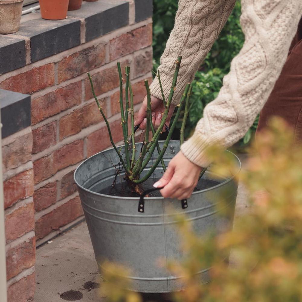 Woman picking up a bare root rose in a bucket of water