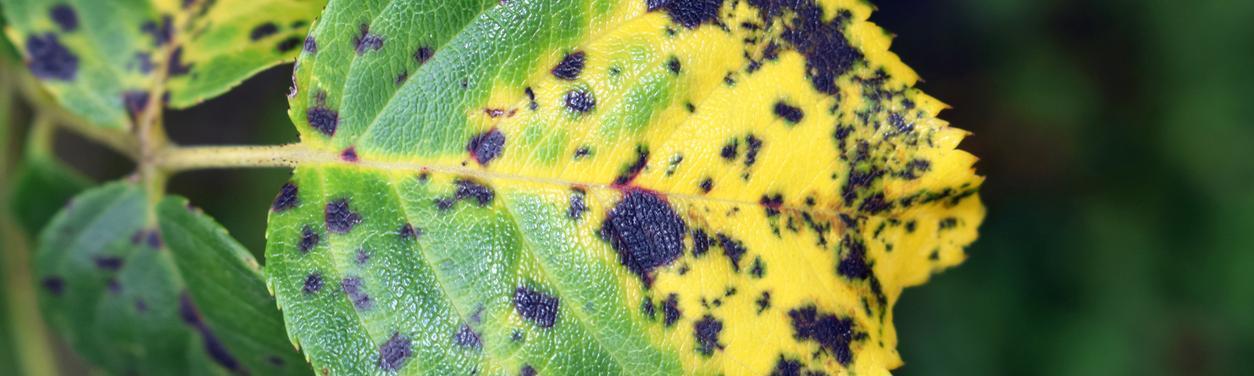 Rose leaf showing blackspot