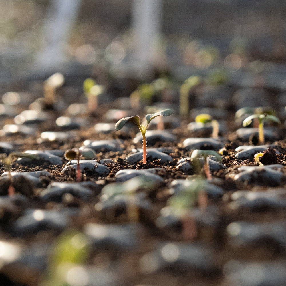 Close up shot of seedling coming out of compost in a greenhouse