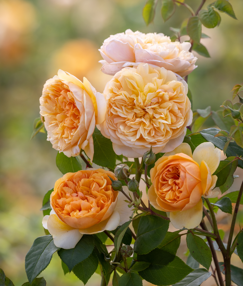 Bring me sunshine rose bred by David Austin