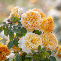 Bring me sunshine yellow rose bred by David Austin