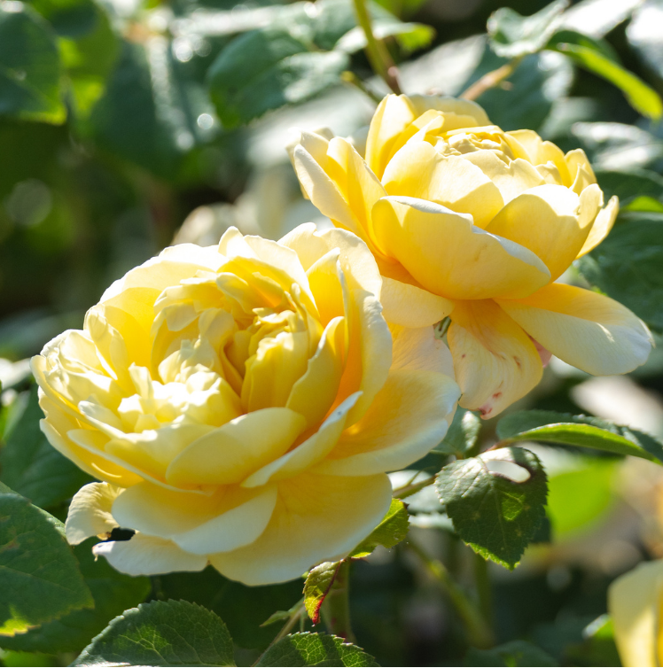 Fragrant Rose Collection