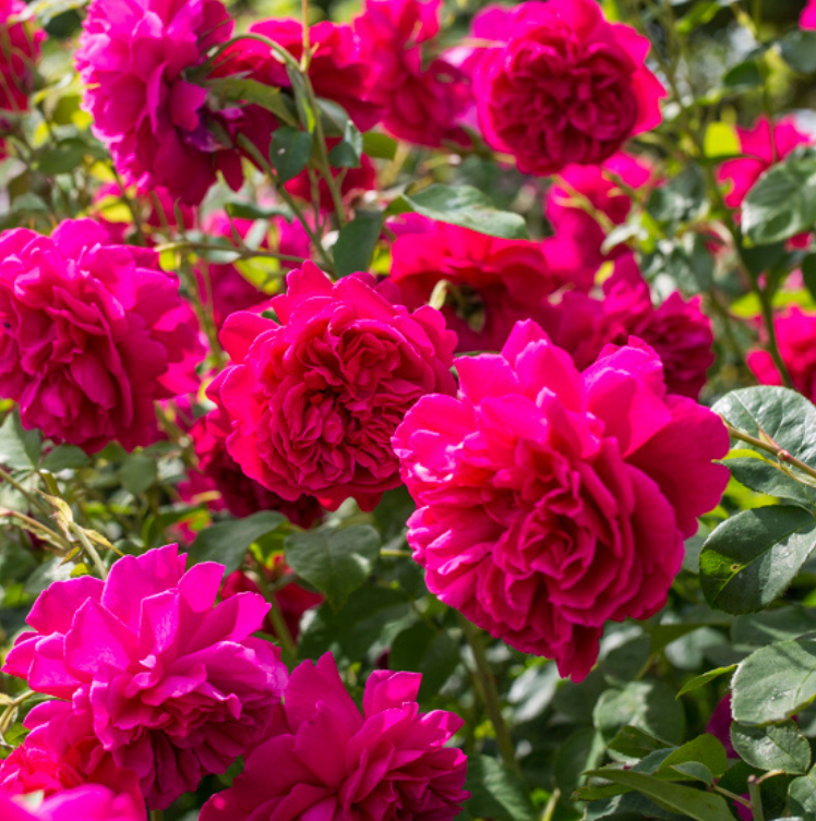Bold Pink & Red Rose Collection