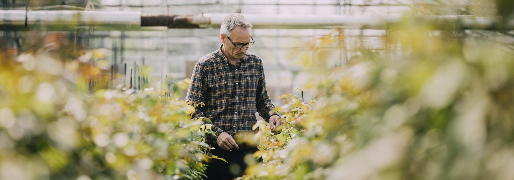 Carl, rose breeder at David Austin in a greenhouse