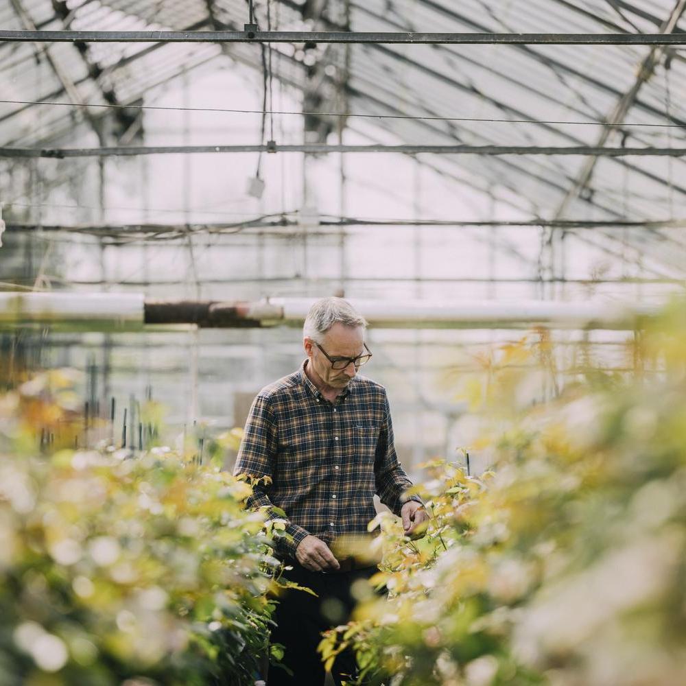 Carl, rose breeder at David Austin in a greenhouse