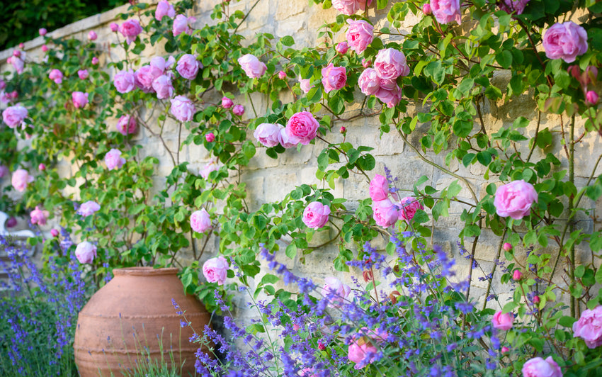 Constance_Spry_pink climbing rose bred by David Austin