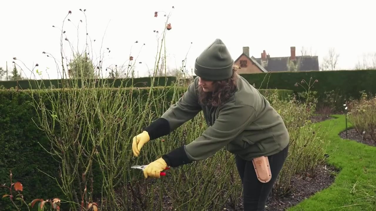 Woman demonstrating lightly pruning an established rose.