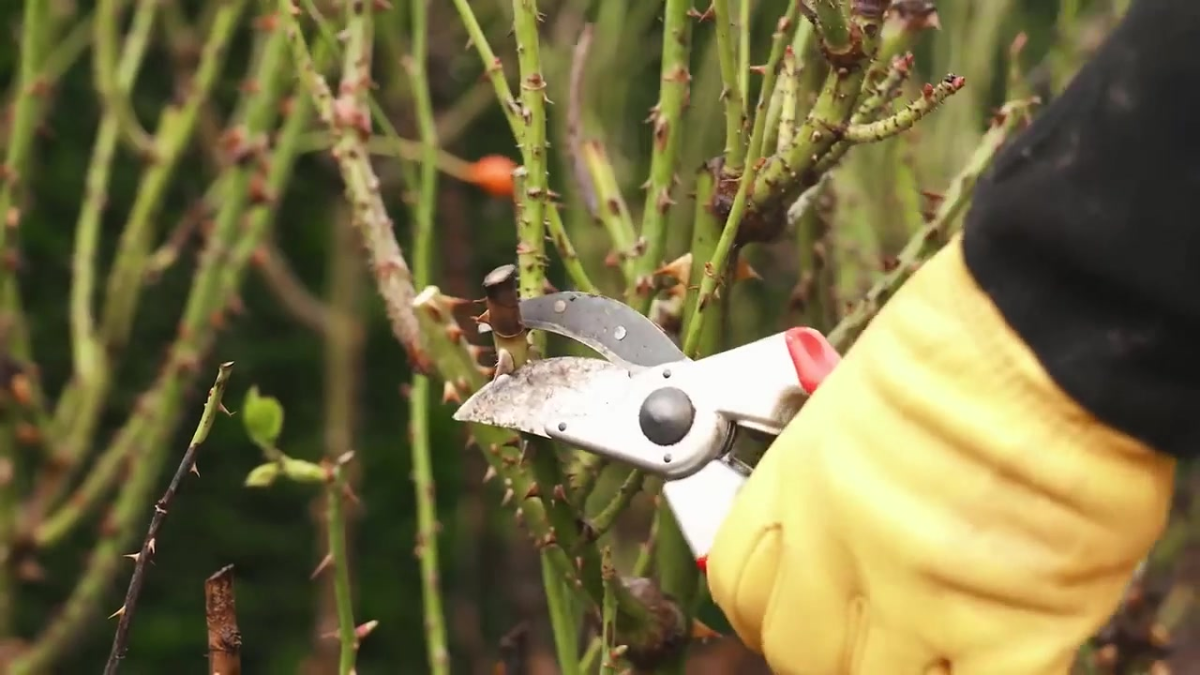 Image of a pair of secateurs removing a dead stem on a rose.