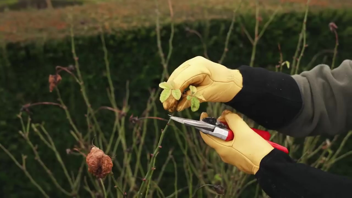 Old foliage being remove from a rose.