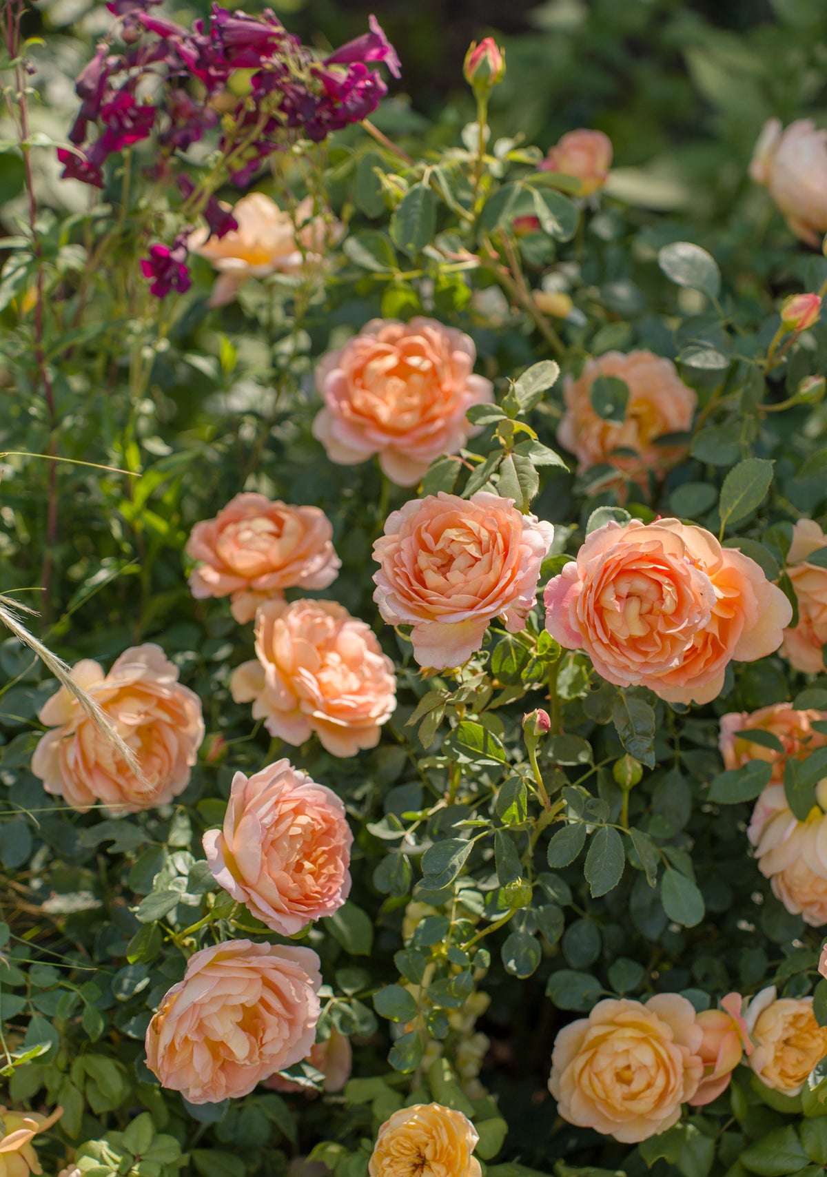 A close-up garden scene showing clusters of apricot Lady of Shalott roses with green leaves and stems in natural, dappled sunlight. A deep purple companion plant spire can be seen in the background.