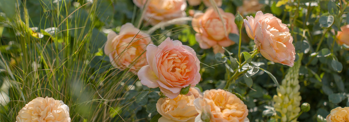 A close-up garden scene showing peachy blush blooms of the Lady of Shalott rose in full bloom among green foliage and blades of grass.