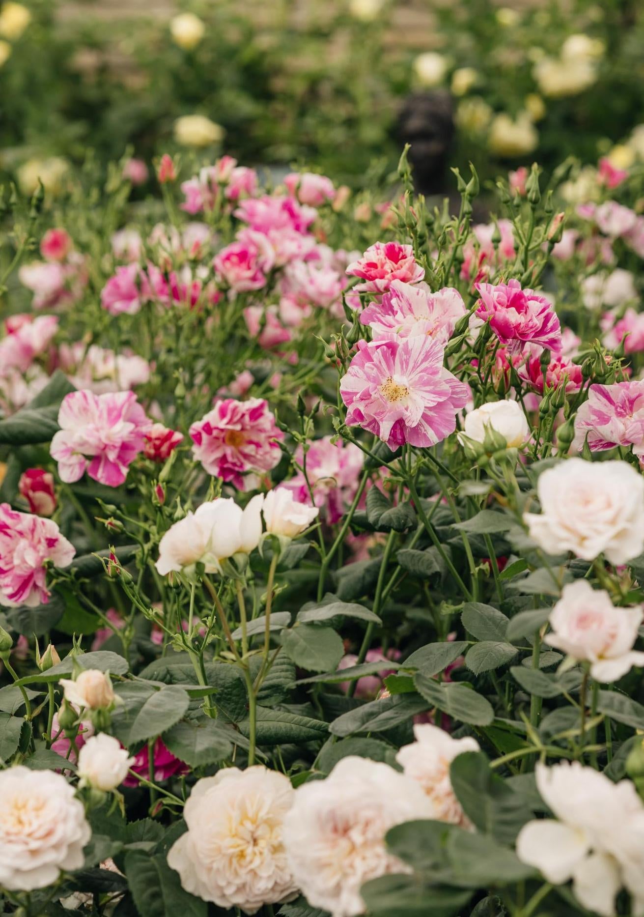 The Kings rose pink and white rose bred by David Austin