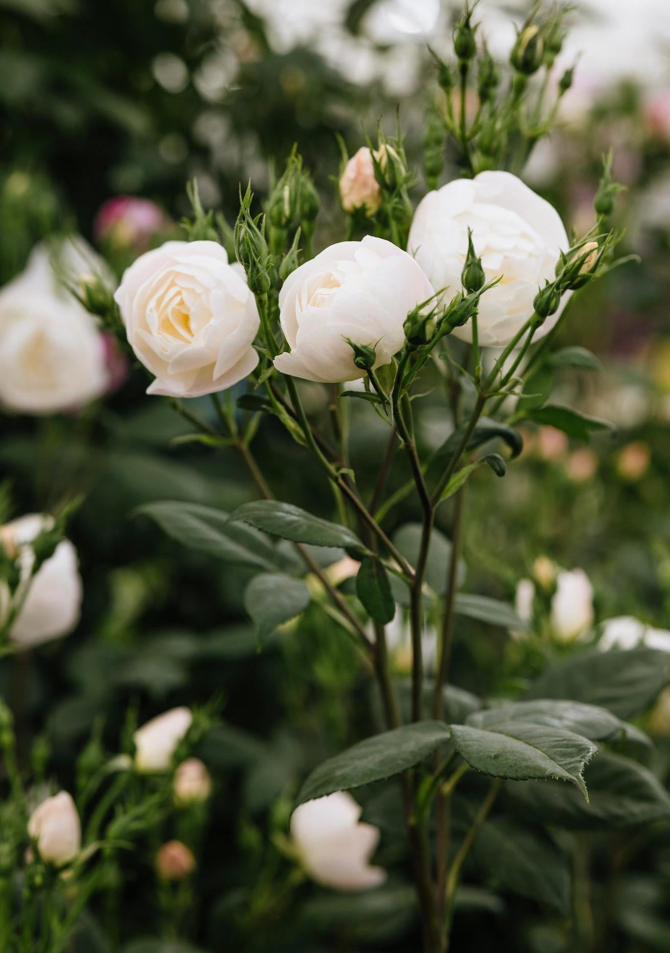Sir David Beckham white rose bred by David Austin