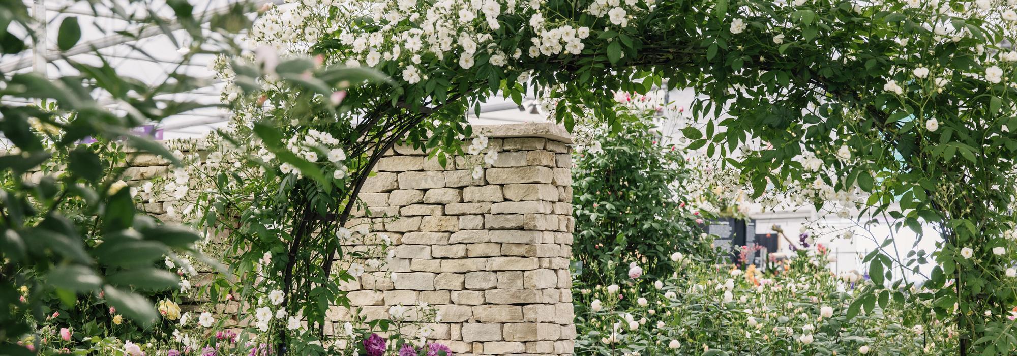 David Austin show stand at RHS Chelsea flower show