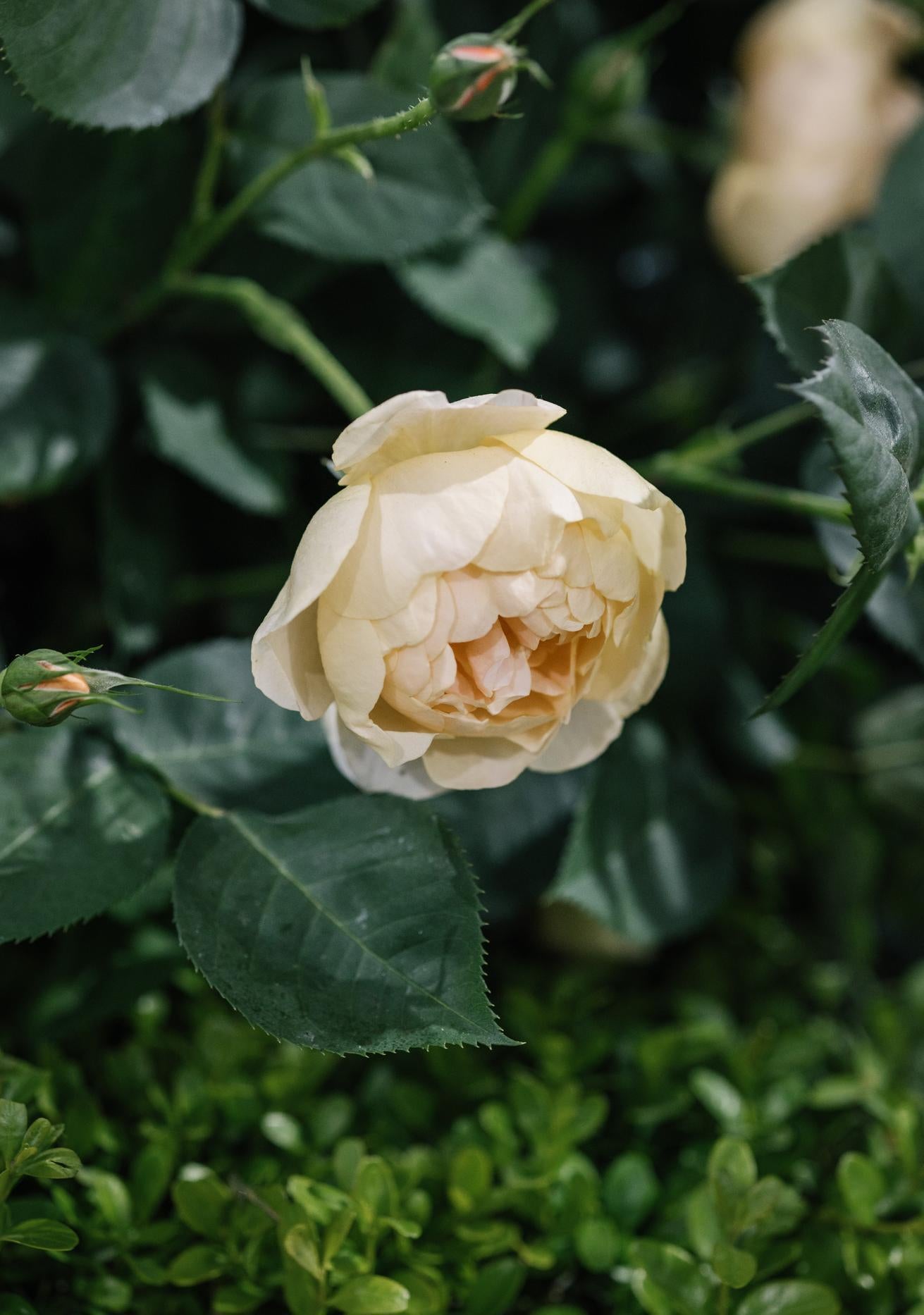 Dannahue apricot rose bred by David Austin