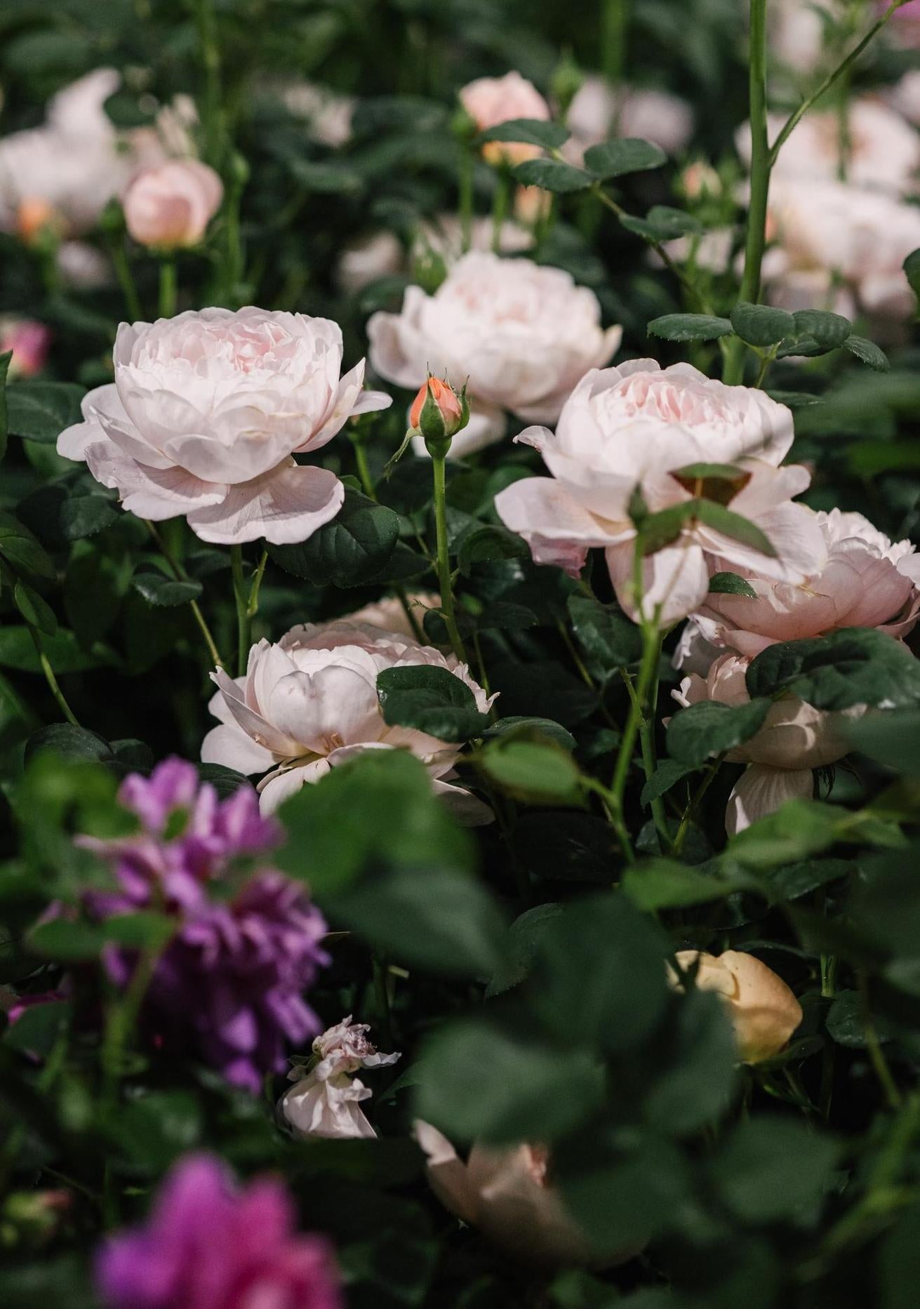 Queen of sweden pink rose bred by David Austin